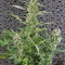 Crystal Candy Auto Seeds