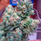 Fast Bud #2 Auto feminized seeds
