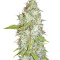 Afghan Kush X Skunk Seeds