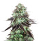 Semi femminizzati DarkStar