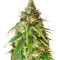 Ganj-nam Style Seeds