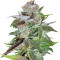 Graines de cannabis Ice regular (Nirvana Seeds)