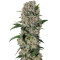 Graines de cannabis Papaya regular (Nirvana Seeds)
