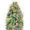 Super Mazar Seeds