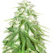 Zombie Haze feminized seeds
