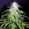 Speed Devil #2 Auto Seeds