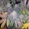 Amherst Sour Diesel (Humboldt Seeds Organization)