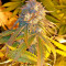 Semi femminizzati Purple Afghan Kush