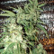 AK-47 regular (Serious Seeds)