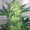 Blue Kush strain