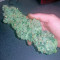 Bubba Kush (Humboldt Seeds Organization)