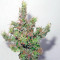 ComPassion feminized seeds