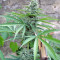 Buddha Deimos Auto feminized seeds