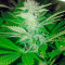 Desert Diesel (Humboldt Seeds Organization)