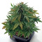 Roadrunner Autoflowering Seeds