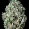 Sour Diesel Autoflowering Seeds