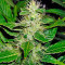 Semillas White Russian feminizadas (Serious Seeds)