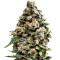 Jack Herer Auto feminized seeds (Green House Seeds)