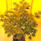 Colombian Gold feminizada (World of Seeds)