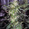 Auto Kryptonite Seeds