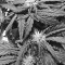 Blue Mystic strain