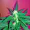 Critical + Autoflowering feminized seeds by