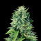 Graines de cannabis Crystal Queen (Vision Seeds)