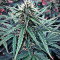 Hashchis Berry strain