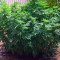 Monster (Eva Seeds)