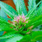 Serious 6 regular seeds