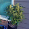 Sour Diesel Auto feminized seeds