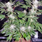 SAD Sweet Afgani Delicious S1 fem (Sweet Seeds)