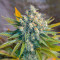 Big Devil F1 Fast Version strain