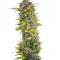 Cream Mandarine Auto Seeds