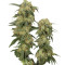 Graines de cannabis Pamir Gold (Dutch Passion)