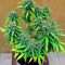 StarRyder Auto feminized seeds