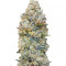 Chocolate Skunk (00 Seeds)