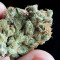 White Caramel Cookie feminized seeds