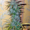 Auto White Widow Seeds (Dutch Passion)