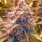 Dinachem feminized seeds