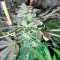 Kush`N`Cheese feminized seeds