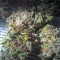 O.G. Kush Seeds