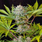 Jack 47 F1 Fast Version Seeds