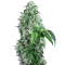 Big Devil F1 Fast Version strain