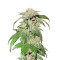 Canadian Kush Seeds