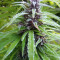 Easy Sativa (Female Seeds)