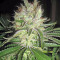Smile feminized seeds