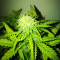 Graines de cannabis Z Auto (Fast Buds)