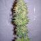 Biddy Early feminized seeds