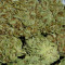 C99 Seeds